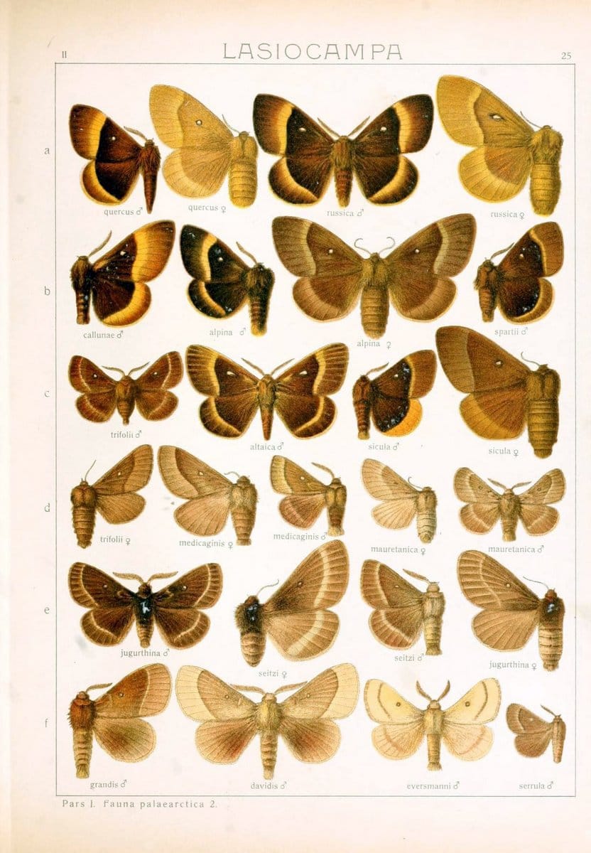 Die Gross-Schmetterlinge der Erde :.Stuttgart :Alfred Kernen,1909-. | Butterflies Lepidoptera | Vintage Print Reproduction 471615