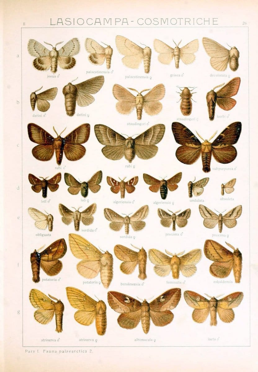 Die Gross-Schmetterlinge der Erde :.Stuttgart :Alfred Kernen,1909-. | Butterflies Lepidoptera | Vintage Print Reproduction 471616