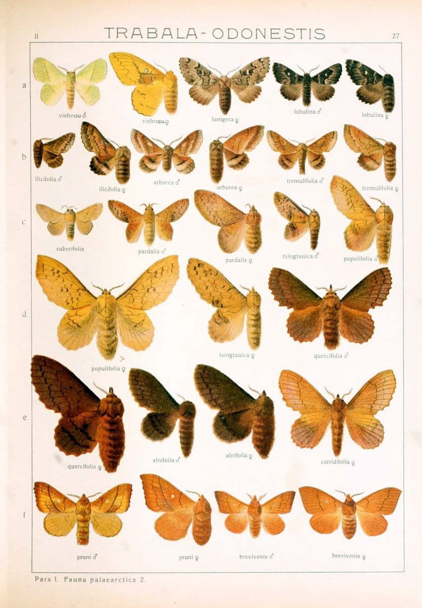 Die Gross-Schmetterlinge der Erde :.Stuttgart :Alfred Kernen,1909-. | Butterflies Lepidoptera | Vintage Print Reproduction 471617