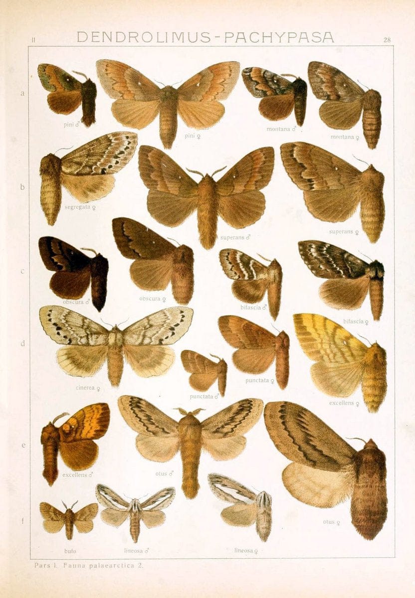 Die Gross-Schmetterlinge der Erde :.Stuttgart :Alfred Kernen,1909-. | Butterflies Lepidoptera | Vintage Print Reproduction 471618