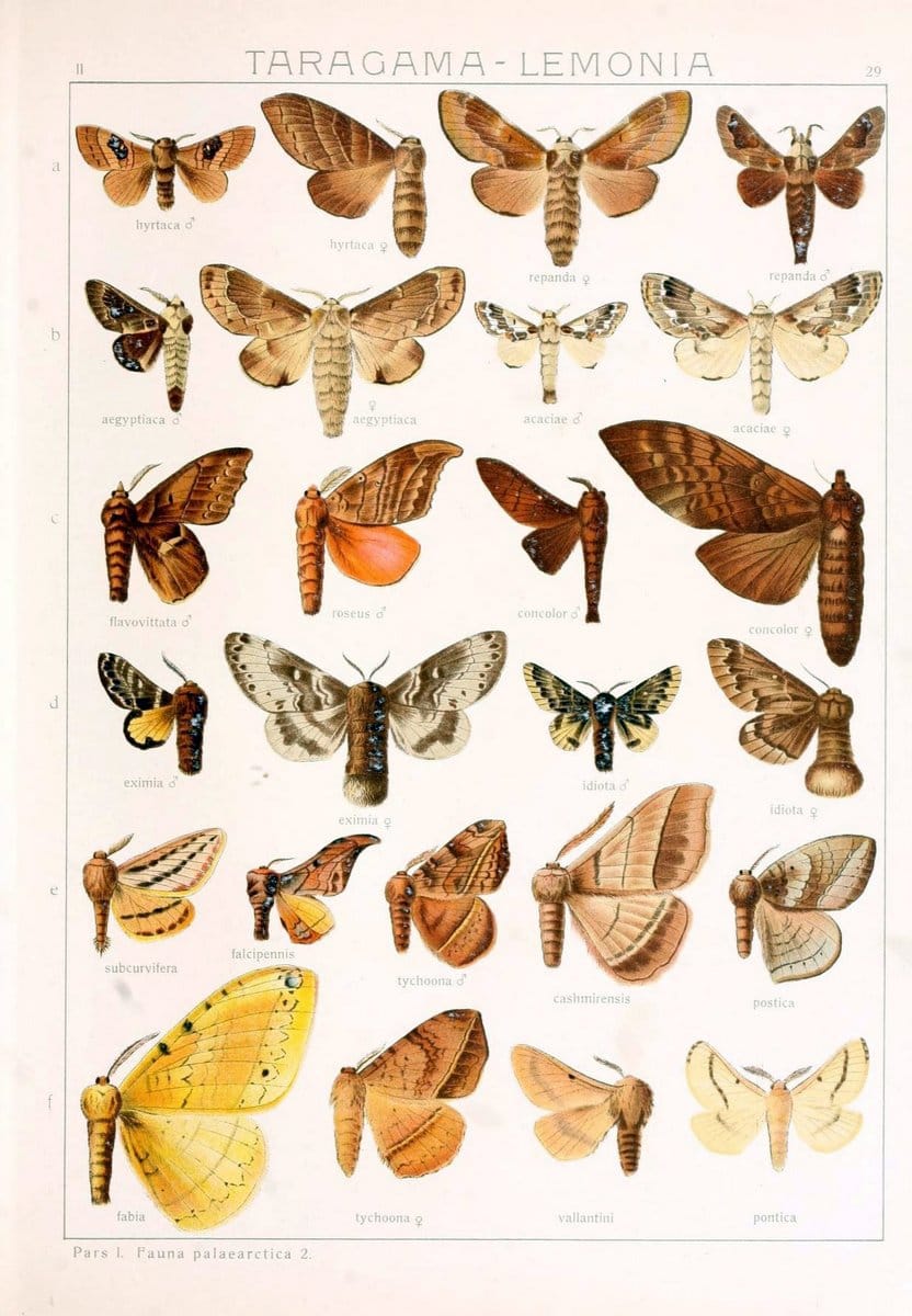Die Gross-Schmetterlinge der Erde :.Stuttgart :Alfred Kernen,1909-. | Butterflies Lepidoptera | Vintage Print Reproduction 471619