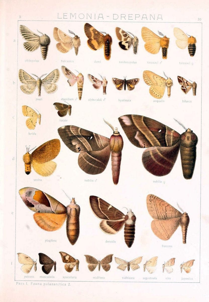 Die Gross-Schmetterlinge der Erde :.Stuttgart :Alfred Kernen,1909-. | Butterflies Lepidoptera | Vintage Print Reproduction 471620
