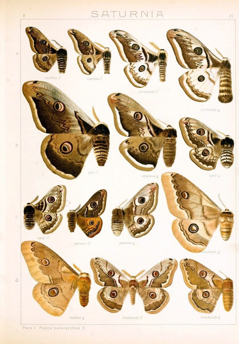 Die Gross-Schmetterlinge der Erde :.Stuttgart :Alfred Kernen,1909-. | Butterflies Lepidoptera | Vintage Print Reproduction 471621