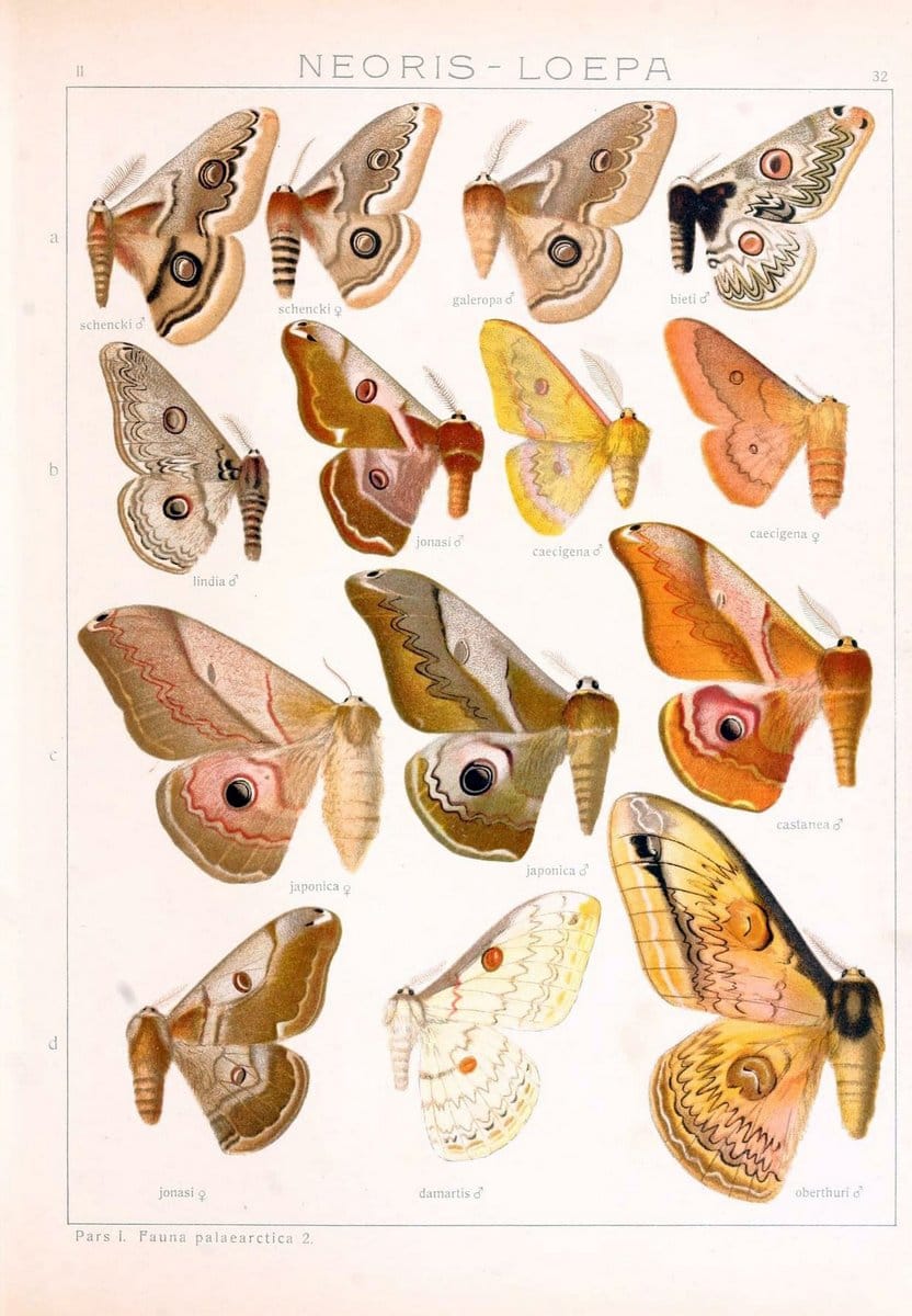 Die Gross-Schmetterlinge der Erde :.Stuttgart :Alfred Kernen,1909-. | Butterflies Lepidoptera | Vintage Print Reproduction 471622