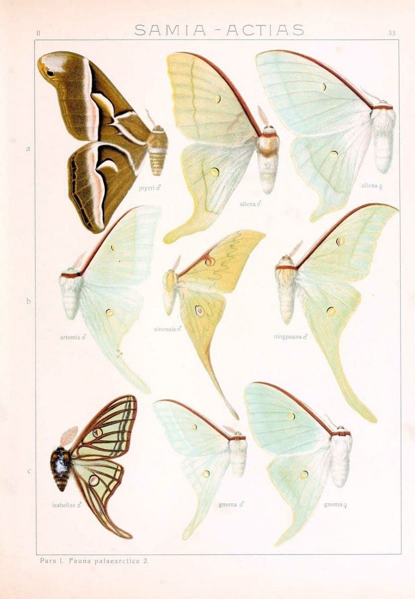 Die Gross-Schmetterlinge der Erde :.Stuttgart :Alfred Kernen,1909-. | Butterflies Lepidoptera | Vintage Print Reproduction 471623