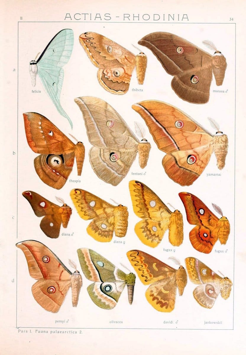 Die Gross-Schmetterlinge der Erde :.Stuttgart :Alfred Kernen,1909-. | Butterflies Lepidoptera | Vintage Print Reproduction 471624
