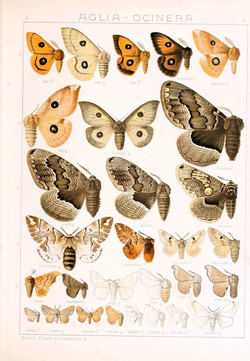 Die Gross-Schmetterlinge der Erde :.Stuttgart :Alfred Kernen,1909-. | Butterflies Lepidoptera | Vintage Print Reproduction 471625