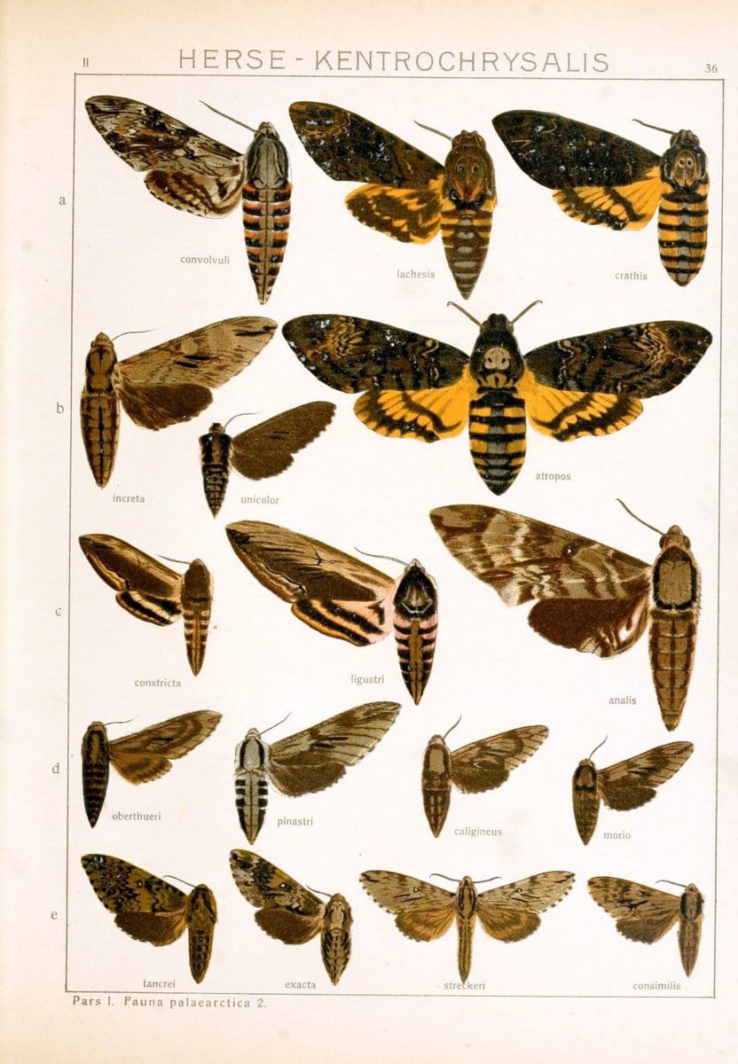 Die Gross-Schmetterlinge der Erde :.Stuttgart :Alfred Kernen,1909-. | Butterflies Lepidoptera | Vintage Print Reproduction 471626