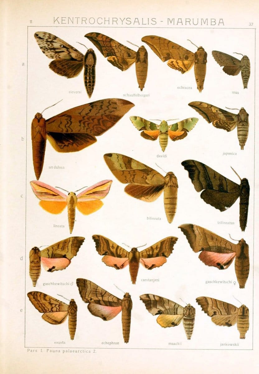 Die Gross-Schmetterlinge der Erde :.Stuttgart :Alfred Kernen,1909-. | Butterflies Lepidoptera | Vintage Print Reproduction 471627