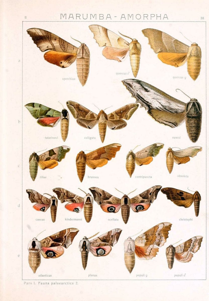 Die Gross-Schmetterlinge der Erde :.Stuttgart :Alfred Kernen,1909-. | Butterflies Lepidoptera | Vintage Print Reproduction 471628