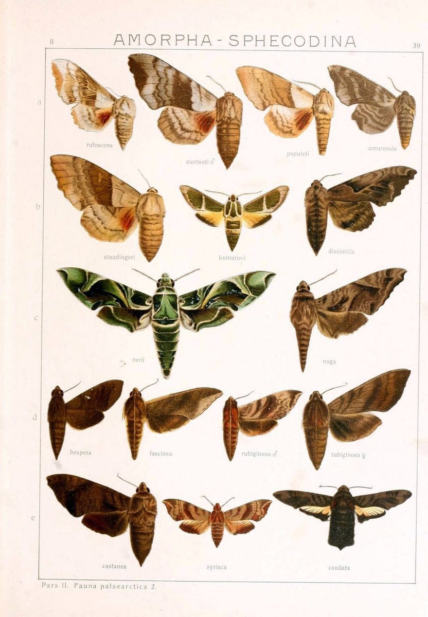 Die Gross-Schmetterlinge der Erde :.Stuttgart :Alfred Kernen,1909-. | Butterflies Lepidoptera | Vintage Print Reproduction 471629