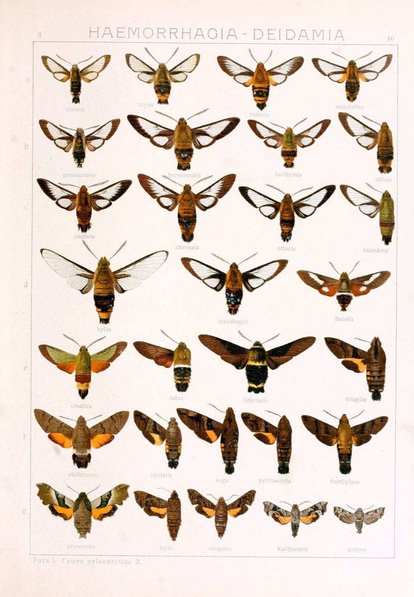 Die Gross-Schmetterlinge der Erde :.Stuttgart :Alfred Kernen,1909-. | Butterflies Lepidoptera | Vintage Print Reproduction 471630