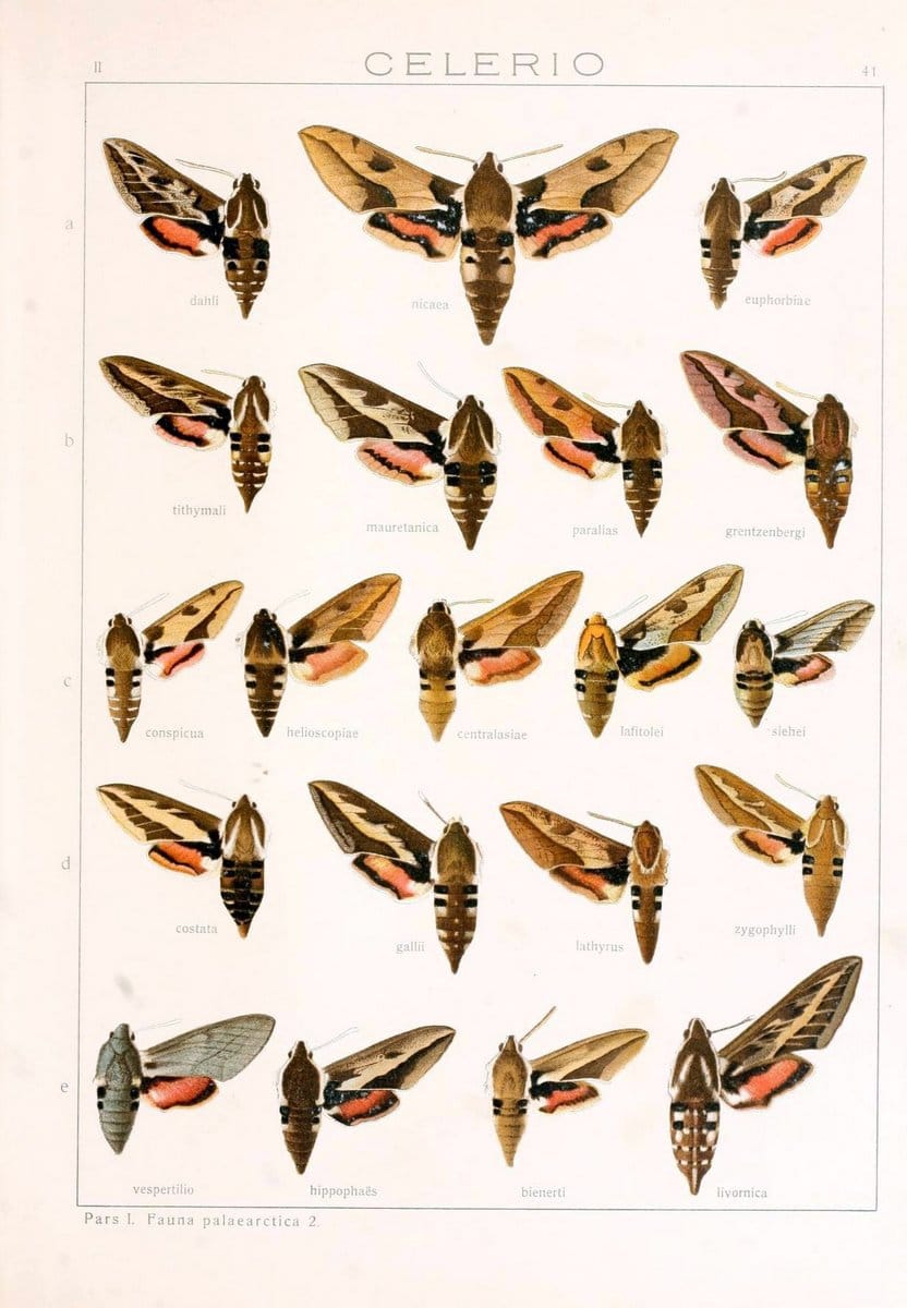 Die Gross-Schmetterlinge der Erde :.Stuttgart :Alfred Kernen,1909-. | Butterflies Lepidoptera | Vintage Print Reproduction 471631