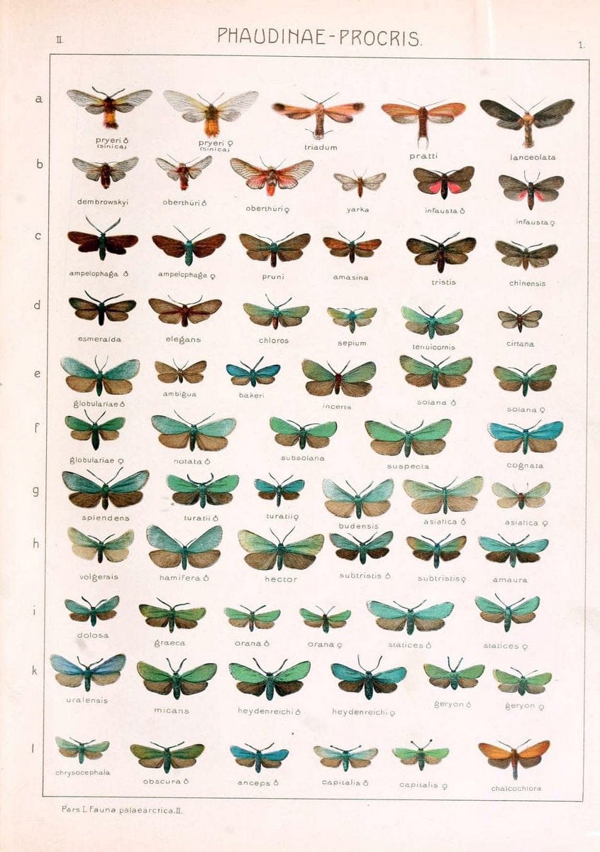Die Gross-Schmetterlinge der Erde :.Stuttgart :Alfred Kernen,1909-. | Butterflies Lepidoptera | Vintage Print Reproduction 471632