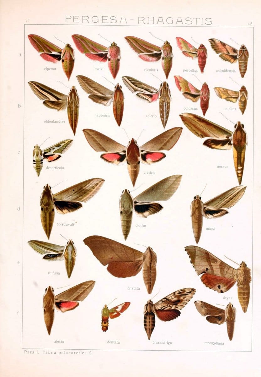 Die Gross-Schmetterlinge der Erde :.Stuttgart :Alfred Kernen,1909-. | Butterflies Lepidoptera | Vintage Print Reproduction 471633