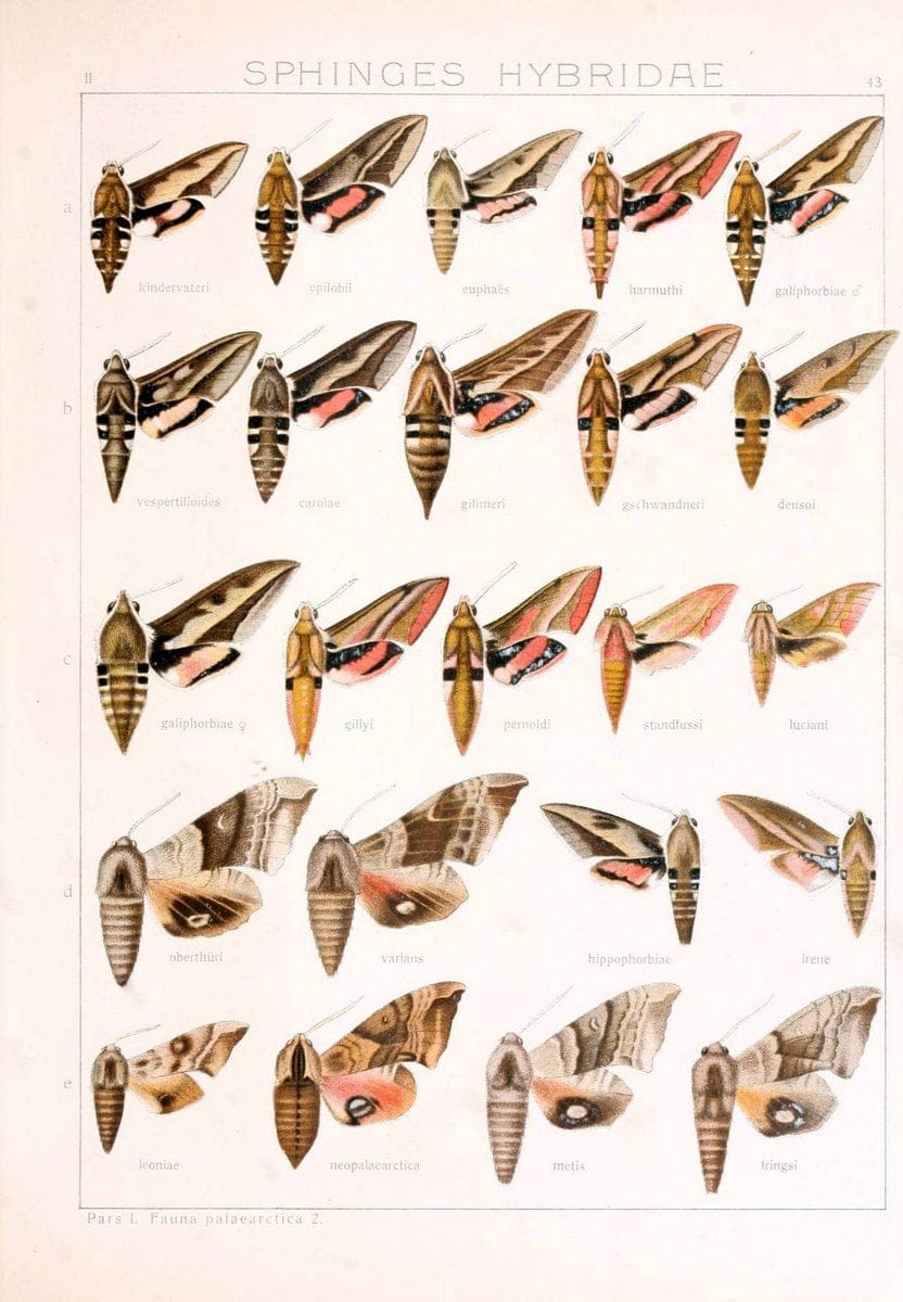Die Gross-Schmetterlinge der Erde :.Stuttgart :Alfred Kernen,1909-. | Butterflies Lepidoptera | Vintage Print Reproduction 471634