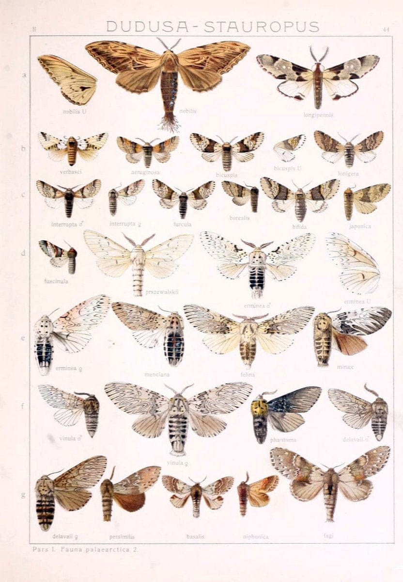 Die Gross-Schmetterlinge der Erde :.Stuttgart :Alfred Kernen,1909-. | Butterflies Lepidoptera | Vintage Print Reproduction 471635
