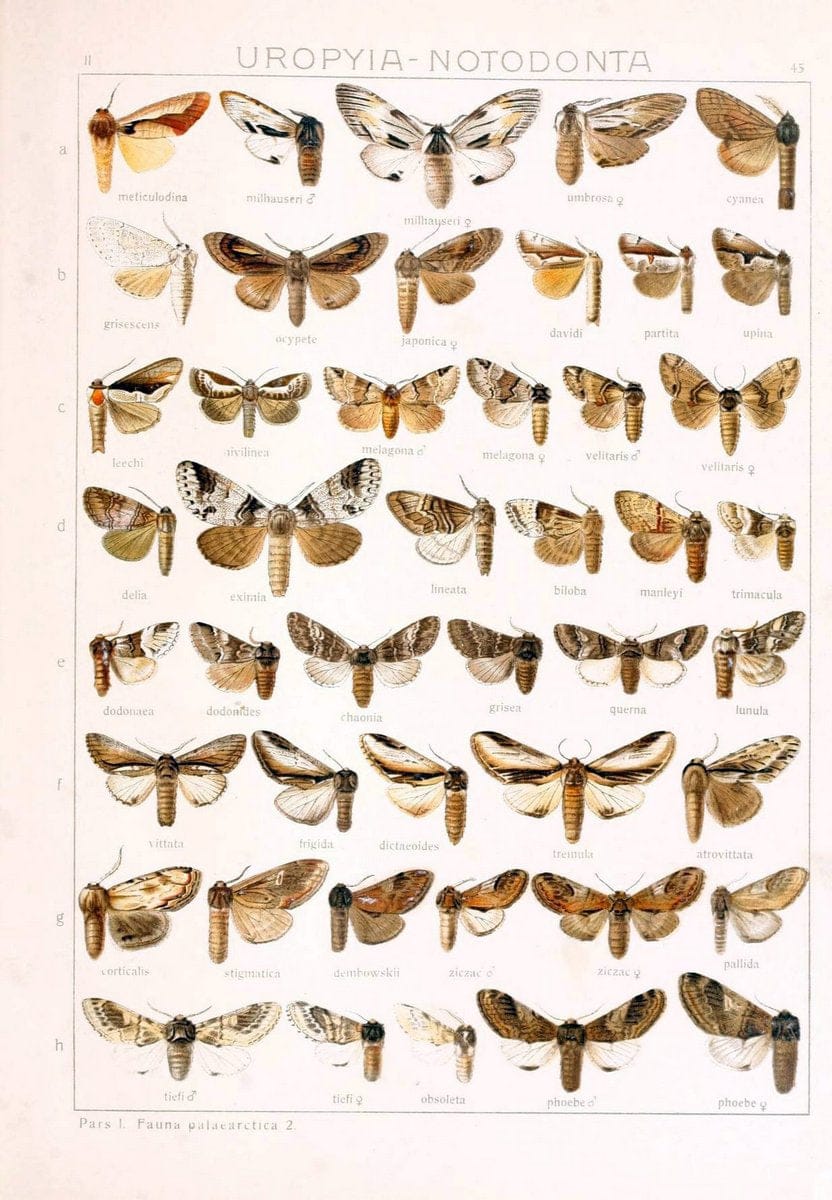 Die Gross-Schmetterlinge der Erde :.Stuttgart :Alfred Kernen,1909-. | Butterflies Lepidoptera | Vintage Print Reproduction 471636