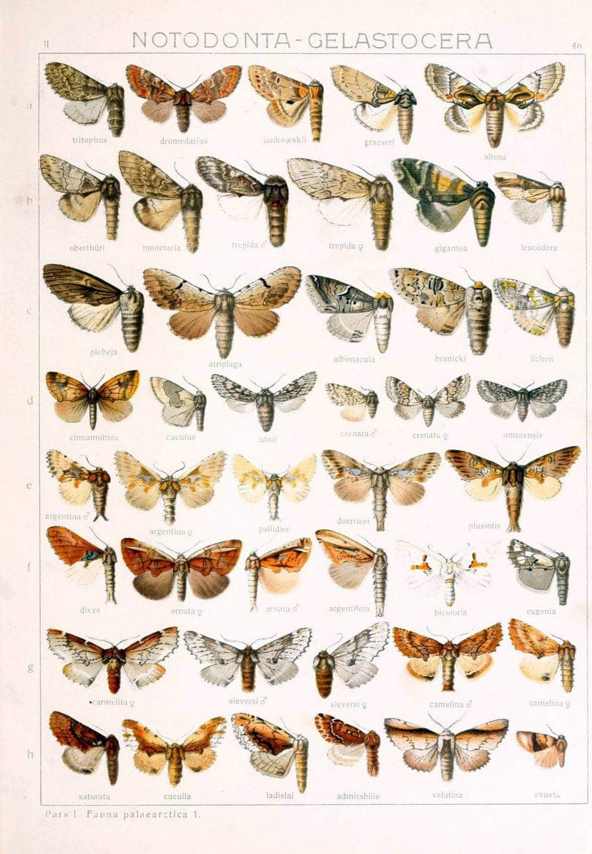 Die Gross-Schmetterlinge der Erde :.Stuttgart :Alfred Kernen,1909-. | Butterflies Lepidoptera | Vintage Print Reproduction 471637