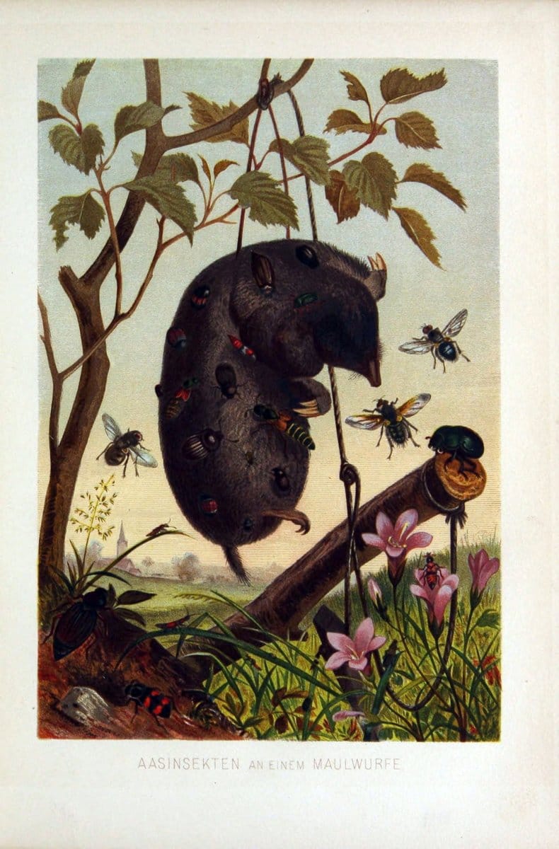 Die Insekten, TausendfuÌˆssler und Spinnen..Leipzig,Bibliographische Institut,1877.. |  | Vintage Print Reproduction 471638