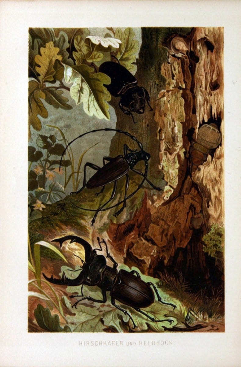 Die Insekten, TausendfuÌˆssler und Spinnen..Leipzig,Bibliographische Institut,1877.. |  | Vintage Print Reproduction 471639