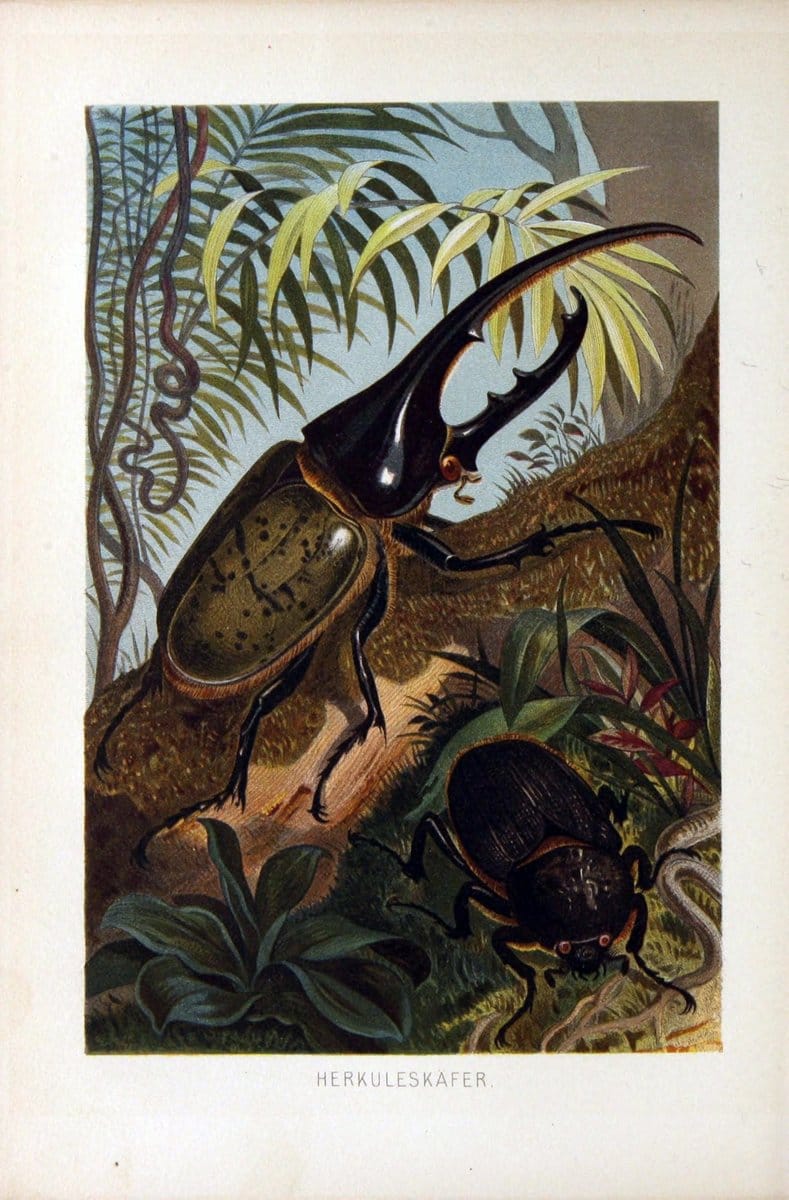 Die Insekten, TausendfuÌˆssler und Spinnen..Leipzig,Bibliographische Institut,1877.. |  | Vintage Print Reproduction 471640
