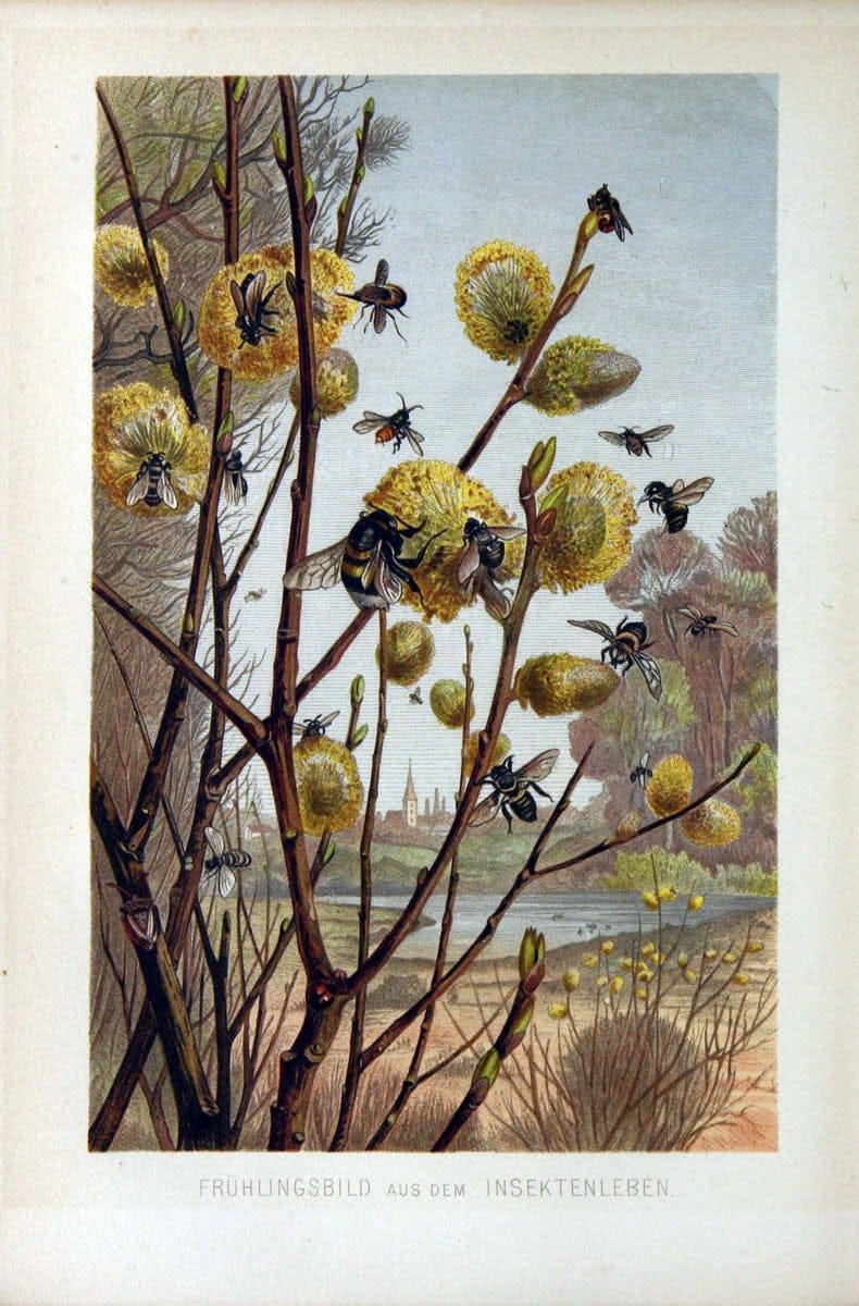 Die Insekten, TausendfuÌˆssler und Spinnen..Leipzig,Bibliographische Institut,1877.. |  | Vintage Print Reproduction 471641