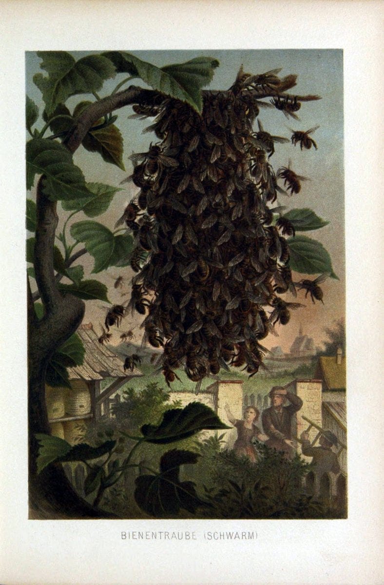 Die Insekten, TausendfuÌˆssler und Spinnen..Leipzig,Bibliographische Institut,1877.. |  | Vintage Print Reproduction 471642