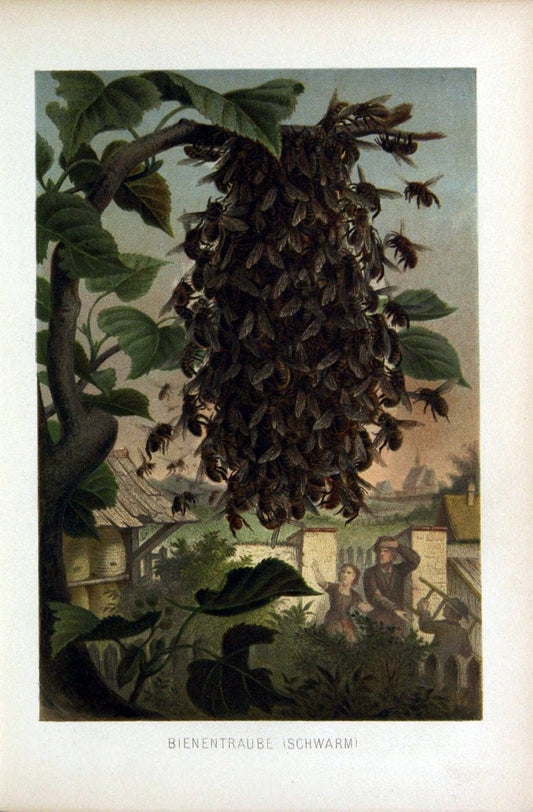 Die Insekten, TausendfuÌˆssler und Spinnen..Leipzig,Bibliographische Institut,1877.. |  | Vintage Print Reproduction 471642