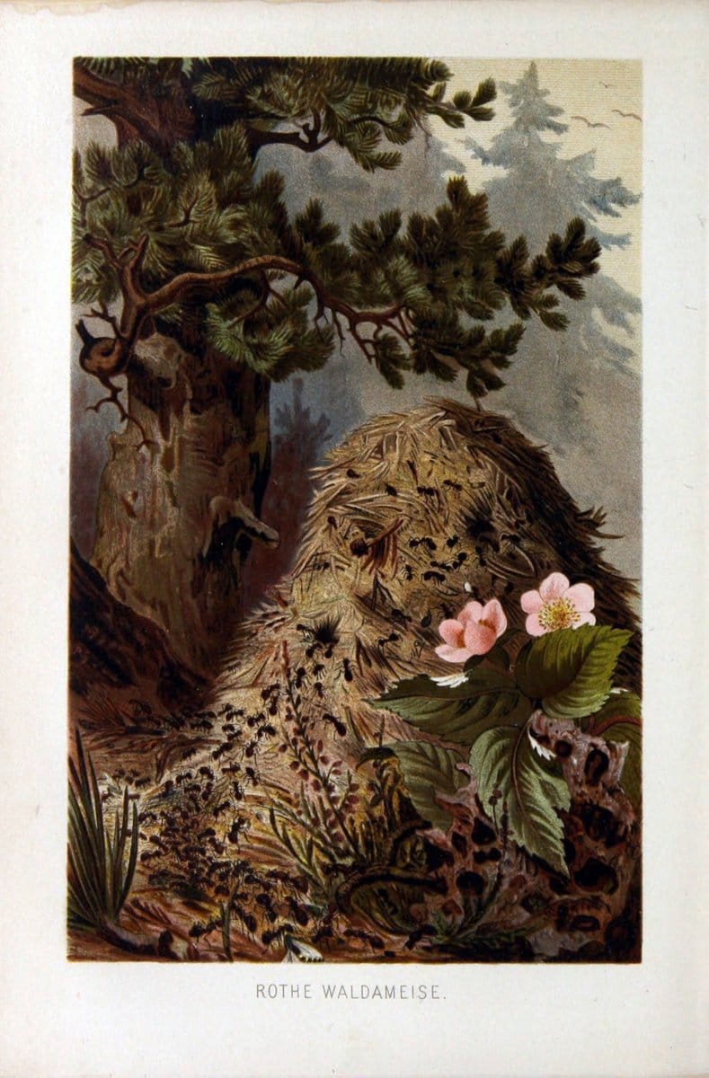 Die Insekten, TausendfuÌˆssler und Spinnen..Leipzig,Bibliographische Institut,1877.. |  | Vintage Print Reproduction 471643