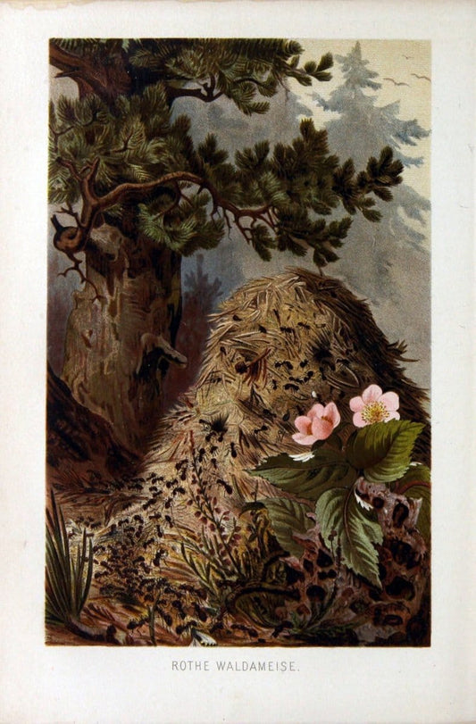 Die Insekten, TausendfuÌˆssler und Spinnen..Leipzig,Bibliographische Institut,1877.. |  | Vintage Print Reproduction 471643