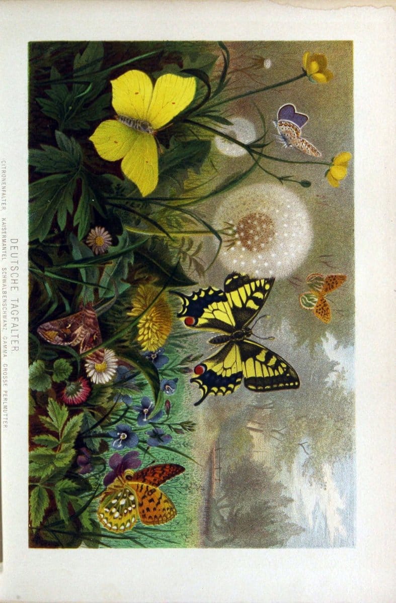 Die Insekten, TausendfuÌˆssler und Spinnen..Leipzig,Bibliographische Institut,1877.. |  | Vintage Print Reproduction 471644