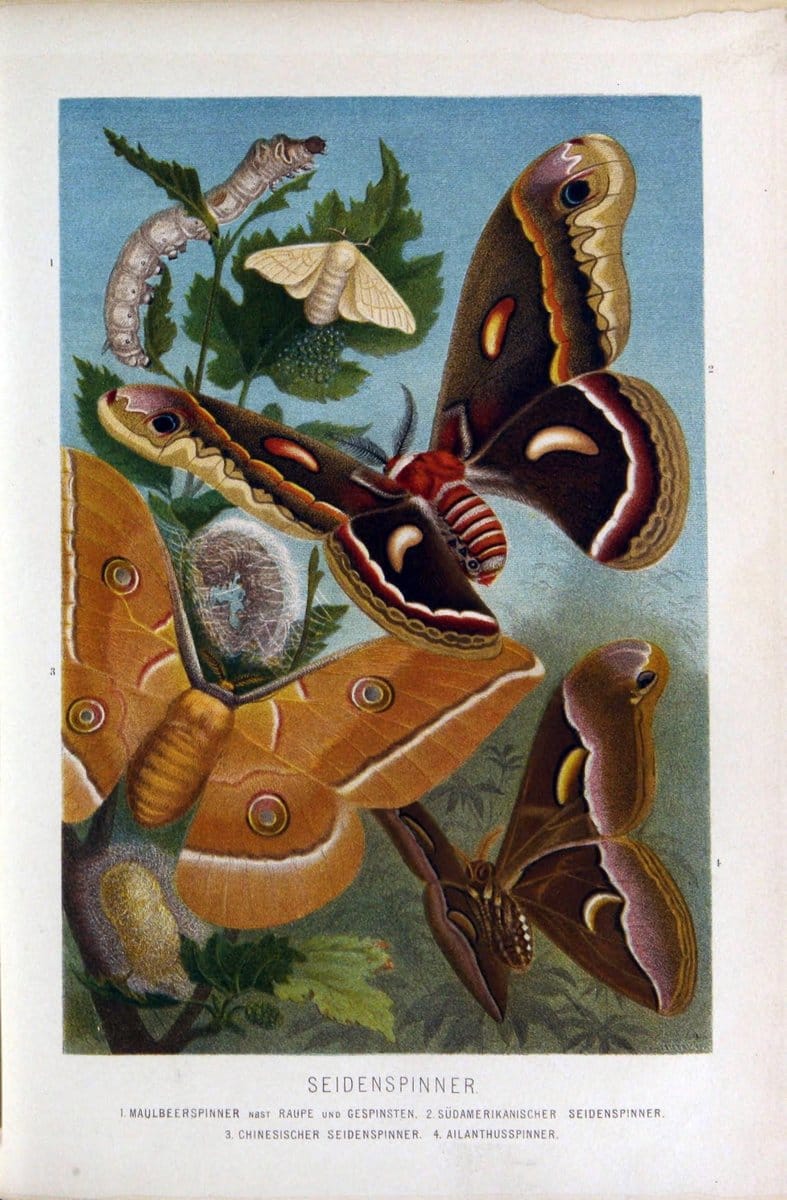 Die Insekten, TausendfuÌˆssler und Spinnen..Leipzig,Bibliographische Institut,1877.. |  | Vintage Print Reproduction 471645