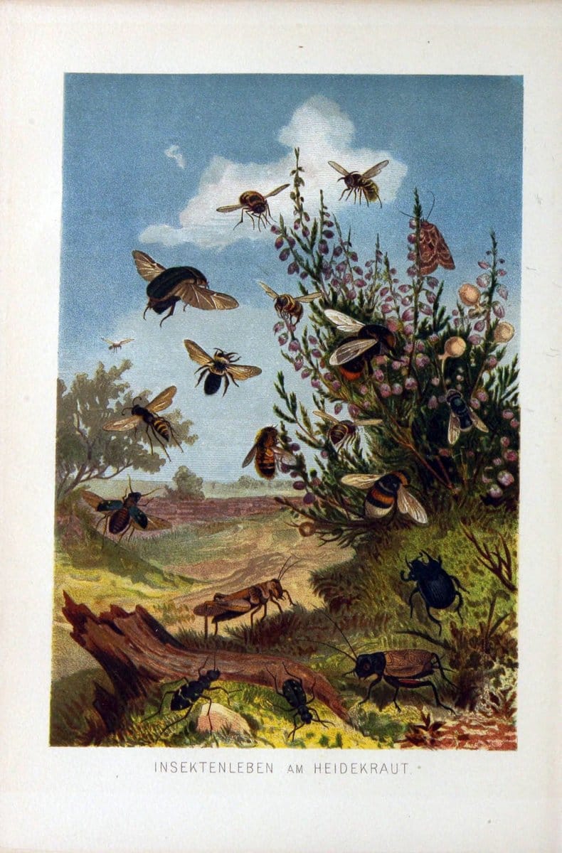 Die Insekten, TausendfuÌˆssler und Spinnen..Leipzig,Bibliographische Institut,1877.. |  | Vintage Print Reproduction 471646