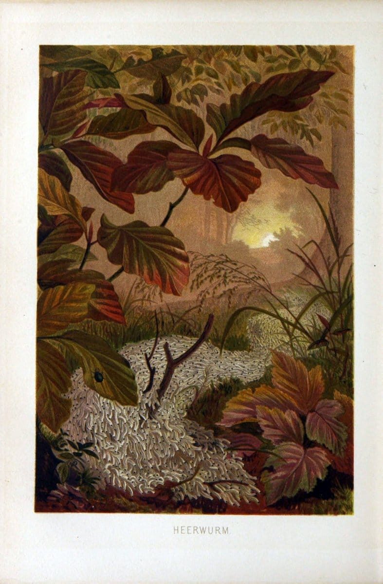 Die Insekten, TausendfuÌˆssler und Spinnen..Leipzig,Bibliographische Institut,1877.. |  | Vintage Print Reproduction 471647