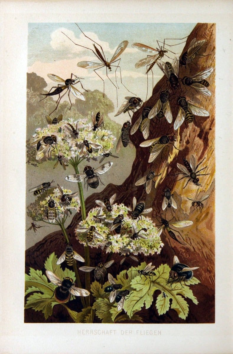 Die Insekten, TausendfuÌˆssler und Spinnen..Leipzig,Bibliographische Institut,1877.. |  | Vintage Print Reproduction 471648