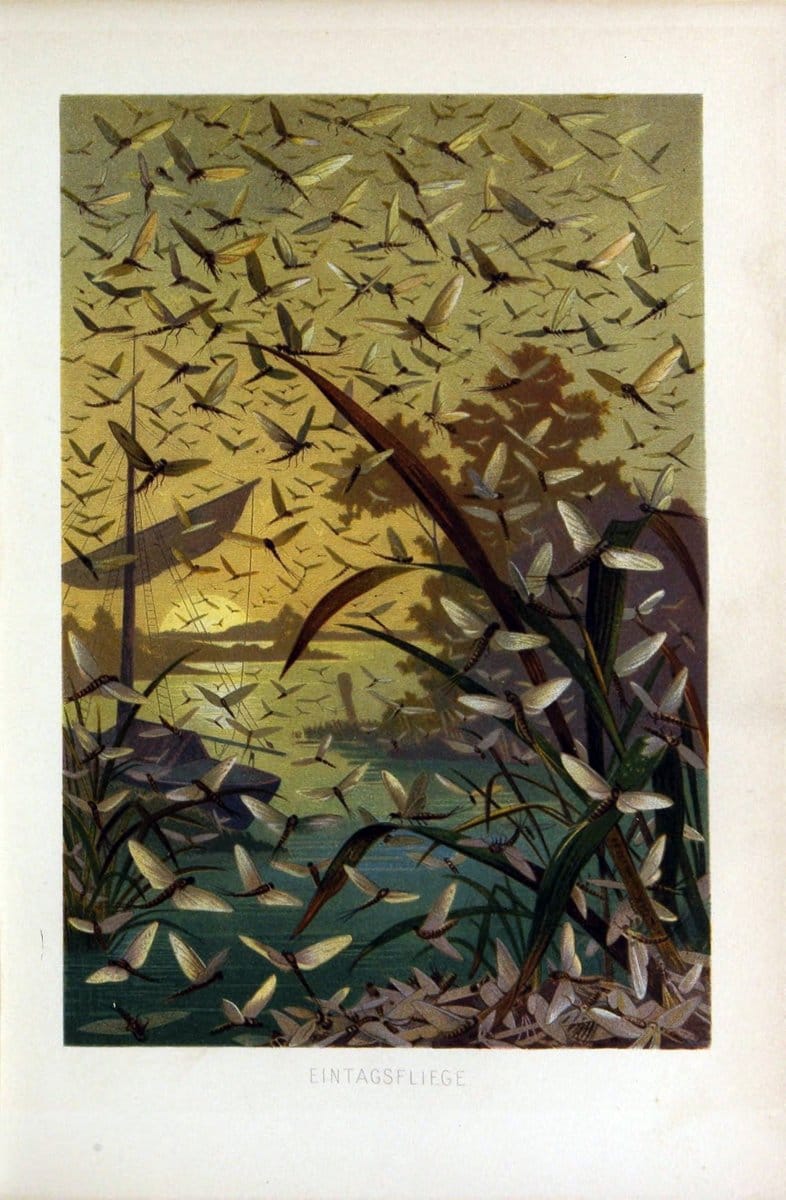 Die Insekten, TausendfuÌˆssler und Spinnen..Leipzig,Bibliographische Institut,1877.. |  | Vintage Print Reproduction 471649