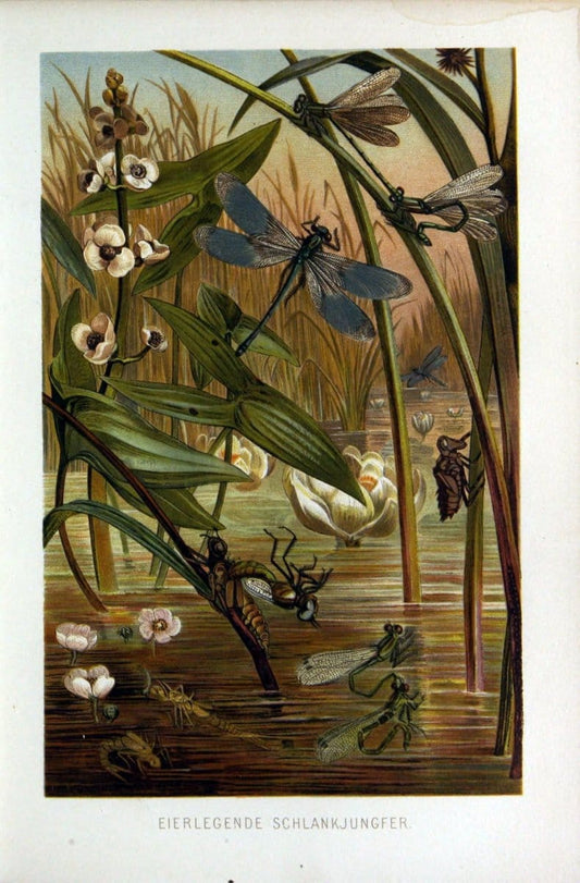 Die Insekten, TausendfuÌˆssler und Spinnen..Leipzig,Bibliographische Institut,1877.. |  | Vintage Print Reproduction 471650
