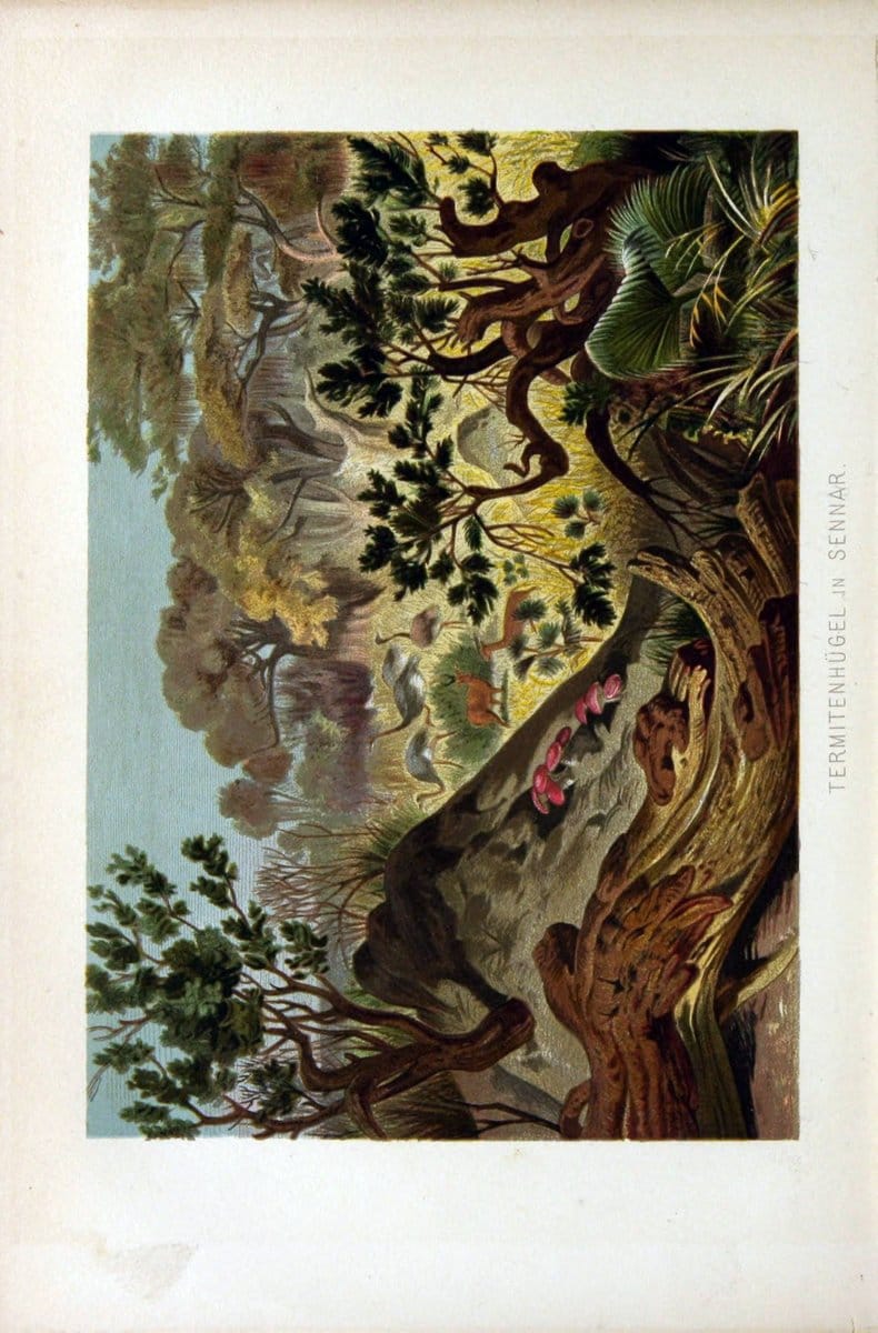 Die Insekten, TausendfuÌˆssler und Spinnen..Leipzig,Bibliographische Institut,1877.. |  | Vintage Print Reproduction 471651