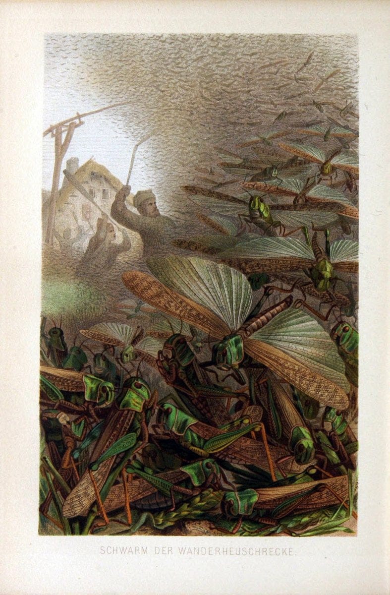 Die Insekten, TausendfuÌˆssler und Spinnen..Leipzig,Bibliographische Institut,1877.. |  | Vintage Print Reproduction 471652