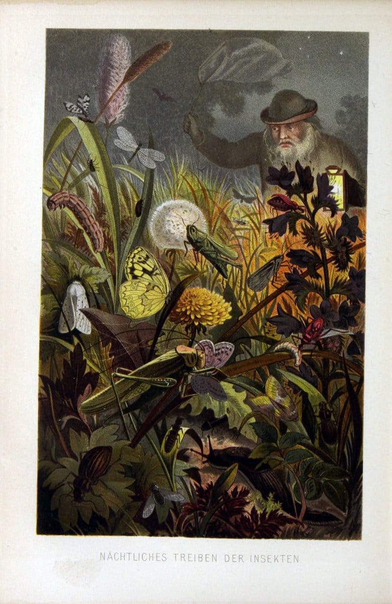 Die Insekten, TausendfuÌˆssler und Spinnen..Leipzig,Bibliographische Institut,1877.. |  | Vintage Print Reproduction 471653