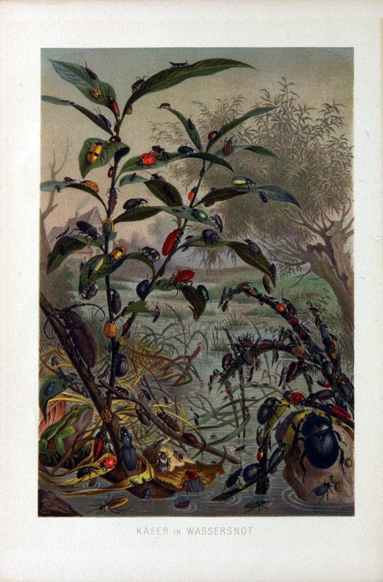 Die Insekten, TausendfuÌˆssler und Spinnen..Leipzig,Bibliographische Institut,1877.. |  | Vintage Print Reproduction 471654