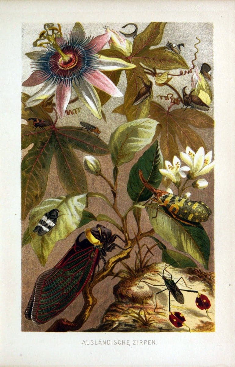 Die Insekten, TausendfuÌˆssler und Spinnen..Leipzig,Bibliographische Institut,1877.. |  | Vintage Print Reproduction 471655