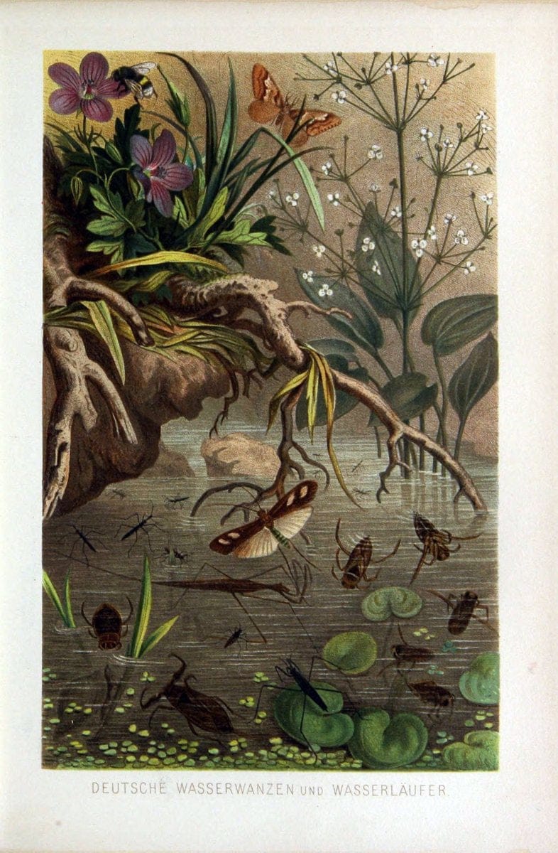 Die Insekten, TausendfuÌˆssler und Spinnen..Leipzig,Bibliographische Institut,1877.. |  | Vintage Print Reproduction 471656