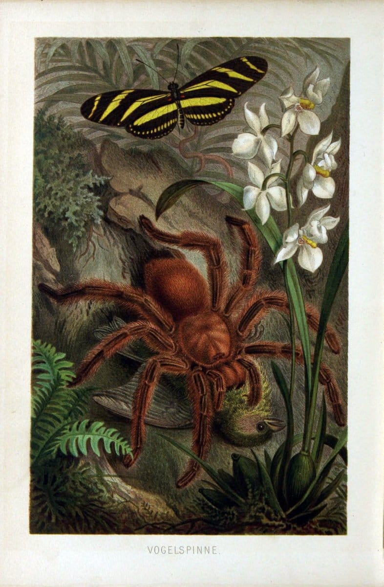 Die Insekten, TausendfuÌˆssler und Spinnen..Leipzig,Bibliographische Institut,1877.. |  | Vintage Print Reproduction 471657
