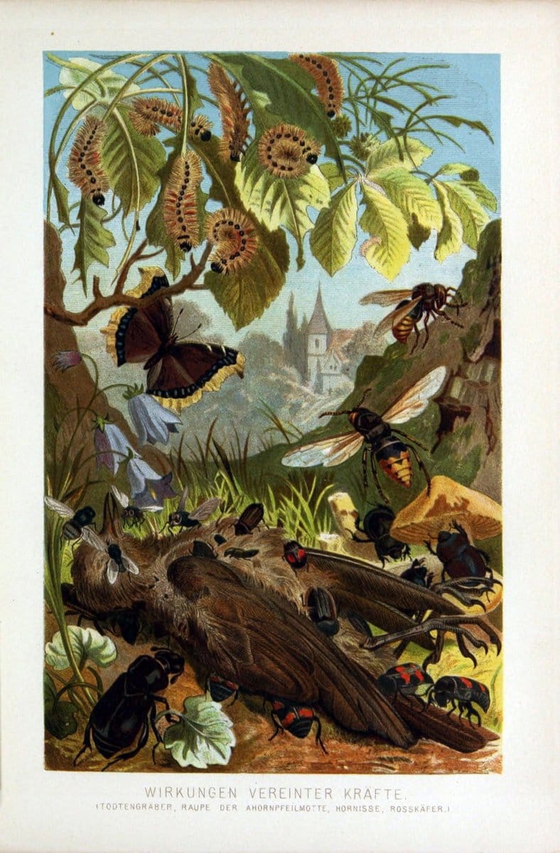 Die Insekten, TausendfuÌˆssler und Spinnen..Leipzig,Bibliographische Institut,1877.. |  | Vintage Print Reproduction 471658