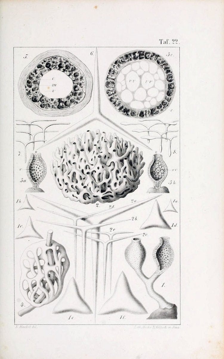 Die KalkschwÃ¤mme..Berlin,G. Reimer,1872.. |  | Vintage Print Reproduction 471659