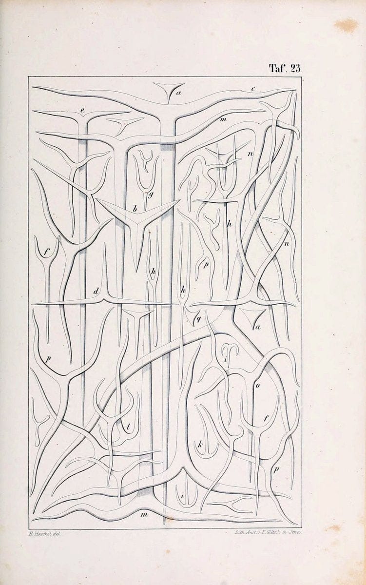 Die KalkschwÃ¤mme..Berlin,G. Reimer,1872.. |  | Vintage Print Reproduction 471660