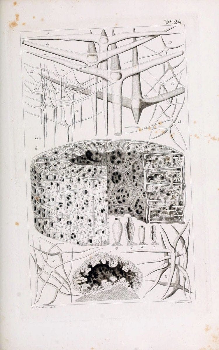 Die KalkschwÃ¤mme..Berlin,G. Reimer,1872.. |  | Vintage Print Reproduction 471661