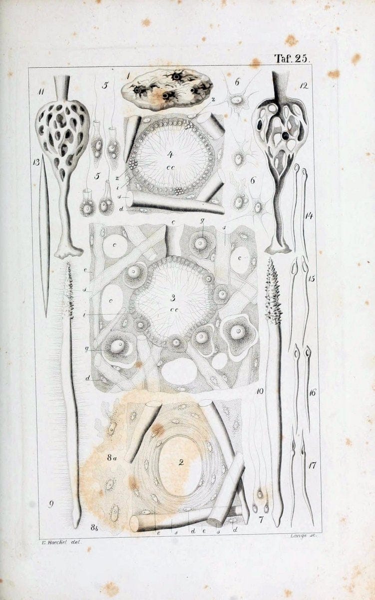 Die KalkschwÃ¤mme..Berlin,G. Reimer,1872.. |  | Vintage Print Reproduction 471662